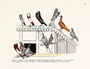 Old Book Prints: Vintage pigeon illustrations from a German book on pigeon breeding