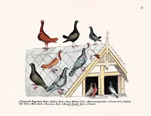 Old Book Prints: Vintage pigeon illustrations from a German book on pigeon breeding