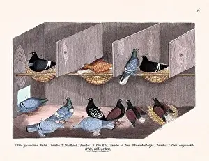 Old Book Prints: Vintage pigeon illustrations from a German book on pigeon breeding