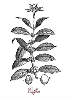 Coffee Beans Prints: Vintage print of Coffea coffee plant botanical morphology: leaves