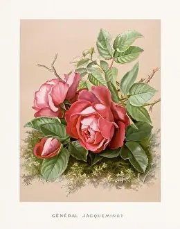 Collectors Item Prints: Vintage Rose Illustration. Exquisite 19th-century watercolor illustration of Roses on a soft beige backdrop