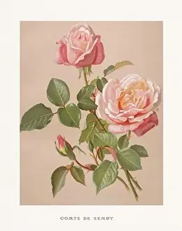Collectors Item Prints: Vintage Rose Illustration. Exquisite 19th-century watercolor illustration of Roses on a soft beige backdrop