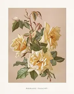 Collectors Item Prints: Vintage Rose Illustration. Exquisite 19th-century watercolor illustration of Roses on a soft beige backdrop