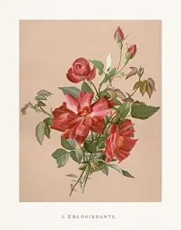 Collectors Item Prints: Vintage Rose Illustration. Exquisite 19th-century watercolor illustration of Roses on a soft beige backdrop