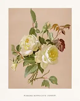 Collectors Item Prints: Vintage Rose Illustration. Exquisite 19th-century watercolor illustration of Roses on a soft beige backdrop