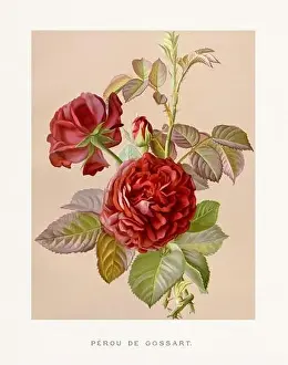 Collectors Item Prints: Vintage Rose Illustration. Exquisite 19th-century watercolor illustration of Roses on a soft beige backdrop
