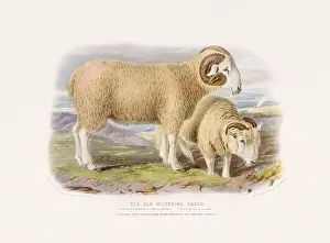 Vintage Sheep illustration from a mid-19th-century book on domestic animal breeds