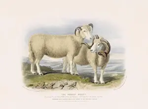 Vintage Sheep illustration from a mid-19th-century book on domestic animal breeds