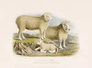 Vintage Sheep illustration from a mid-19th-century book on domestic animal breeds