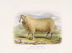 Farm Life Prints: Vintage Sheep illustration from a mid-19th-century book on domestic animal breeds