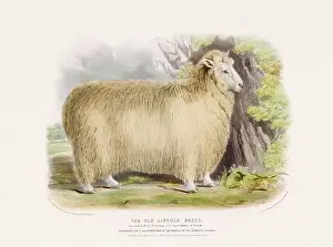 Farm Life Prints: Vintage Sheep illustration from a mid-19th-century book on domestic animal breeds