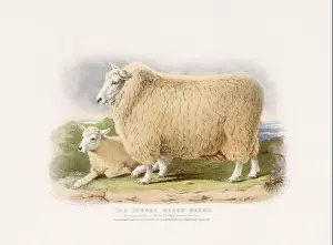 Vintage Sheep illustration from a mid-19th-century book on domestic animal breeds