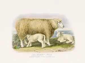 Farm Life Prints: Vintage Sheep illustration from a mid-19th-century book on domestic animal breeds