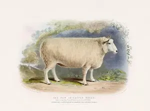 Vintage Sheep illustration from a mid-19th-century book on domestic animal breeds