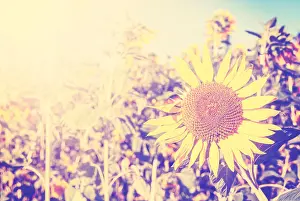 Faded Prints: Vintage toned sunflowers, nature background with space for text