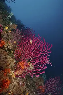Horn Corals Prints: Violescent sea-whip (Paramuricea clavata) in deep blue water horizon