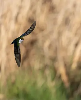 Bird In Flight Prints: Violet-green Swallow in flight in Victoria, British Columbia, Canada