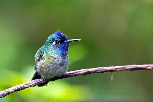 Hummingbirds Prints: Violet-headed hummingbird (Klais guimeti), male sitting on a branch, Costa Rica, Guapiles