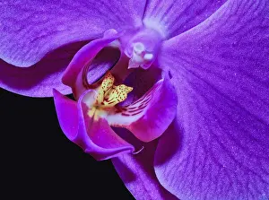 Sublime Prints: violet pink yellow orchid blossom heart macro, black background, detailed texture
