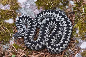Viper Prints: vipera berus - male adder viewed from above showing its striking pattern