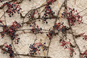 Creepers Prints: Virginia Creeper (Parthenocissus quinquefolia)