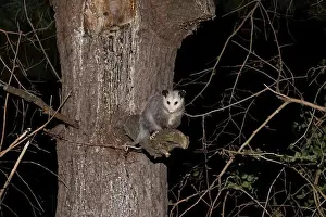 Woodland Animals Prints: The Virginia opossum (Didelphis virginiana) - North American opossum