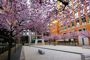 Cherry Blossoms Prints: Visiting Birmingham UK, The Ikon Gallery