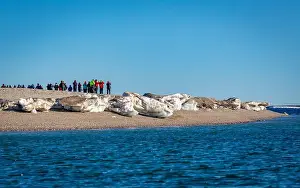 Torellneset Prints: visiting a colony with walruses at Torellneset on Nordaustlandet on Svalbard, Norway