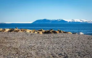 Torellneset Prints: visiting a colony with walruses at Torellneset on Nordaustlandet on Svalbard, Norway