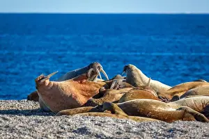 Torellneset Prints: visiting a colony with walruses at Torellneset on Nordaustlandet on Svalbard, Norway