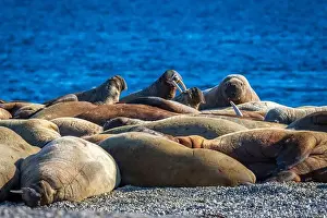 Torellneset Prints: visiting a colony with walruses at Torellneset on Nordaustlandet on Svalbard, Norway