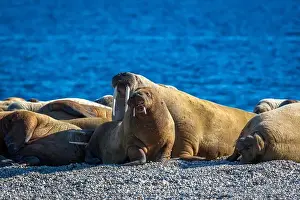 Torellneset Prints: visiting a colony with walruses at Torellneset on Nordaustlandet on Svalbard, Norway