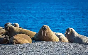 Torellneset Prints: visiting a colony with walruses at Torellneset on Nordaustlandet on Svalbard, Norway