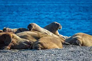 Torellneset Prints: visiting a colony with walruses at Torellneset on Nordaustlandet on Svalbard, Norway