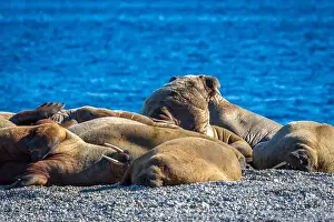 Nordaustlandet Prints: visiting a colony with walruses at Torellneset on Nordaustlandet on Svalbard, Norway