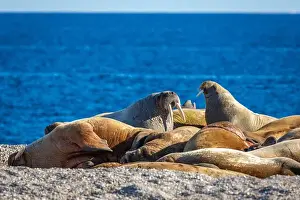Nordaustlandet Prints: visiting a colony with walruses at Torellneset on Nordaustlandet on Svalbard, Norway