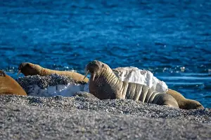 Nordaustlandet Prints: visiting a colony with walruses at Torellneset on Nordaustlandet on Svalbard, Norway
