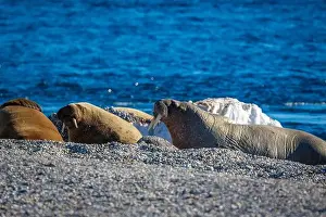 Nordaustlandet Prints: visiting a colony with walruses at Torellneset on Nordaustlandet on Svalbard, Norway