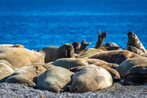 Nordaustlandet Prints: visiting a colony with walruses at Torellneset on Nordaustlandet on Svalbard, Norway