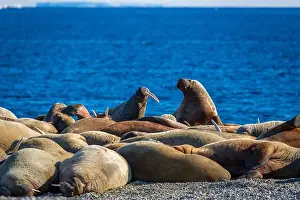 Nordaustlandet Prints: visiting a colony with walruses at Torellneset on Nordaustlandet on Svalbard, Norway