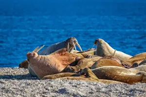 Nordaustlandet Prints: visiting a colony with walruses at Torellneset on Nordaustlandet on Svalbard, Norway