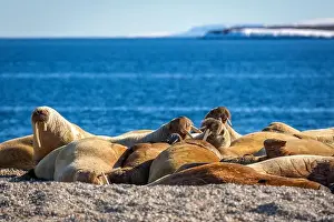 Nordaustlandet Prints: visiting a colony with walruses at Torellneset on Nordaustlandet on Svalbard, Norway