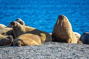 Nordaustlandet Prints: visiting a colony with walruses at Torellneset on Nordaustlandet on Svalbard, Norway