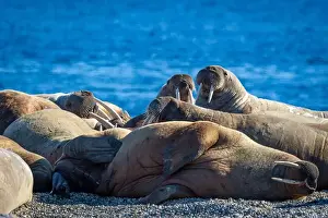 Nordaustlandet Prints: visiting a colony with walruses at Torellneset on Nordaustlandet on Svalbard, Norway