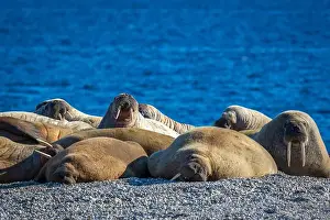 Nordaustlandet Prints: visiting a colony with walruses at Torellneset on Nordaustlandet on Svalbard, Norway