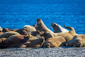 Nordaustlandet Prints: visiting a colony with walruses at Torellneset on Nordaustlandet on Svalbard, Norway