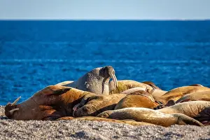 Nordaustlandet Prints: visiting a colony with walruses at Torellneset on Nordaustlandet on Svalbard, Norway
