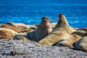 Nordaustlandet Prints: visiting a colony with walruses at Torellneset on Nordaustlandet on Svalbard, Norway