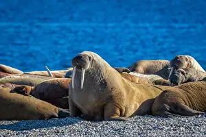 Nordaustlandet Prints: visiting a colony with walruses at Torellneset on Nordaustlandet on Svalbard, Norway