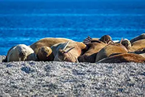 Nordaustlandet Prints: visiting a colony with walruses at Torellneset on Nordaustlandet on Svalbard, Norway
